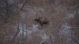 AK0001_1284 - 4K aerial stock footage a lone moose standing in the snow covered brush of the Alaskan Wilderness