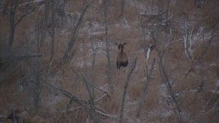AK0001_1285 - 4K aerial stock footage two moose running through snow covered brush in the Alaskan Wilderness