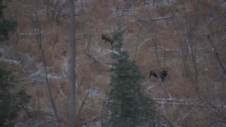 AK0001_1286 - 4K aerial stock footage two moose in the snow covered brush in the Alaskan Wilderness