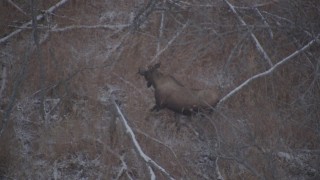 AK0001_1289 - 4K aerial stock footage a moose standing and trotting through snow covered brush, Alaskan Wilderness
