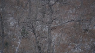 AK0001_1290 - 4K aerial stock footage two moose in the snow covered brush in the Alaskan Wilderness