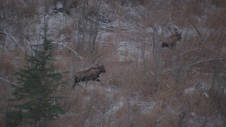 AK0001_1291 - 4K aerial stock footage two moose trotting through the brush in the Alaskan Wilderness