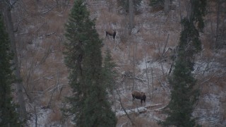 AK0001_1292 - 4K aerial stock footage two moose standing in snow covered brush in the Alaskan Wilderness