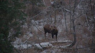 AK0001_1293 - 4K aerial stock footage a moose in the snow covered brush in the Alaskan Wilderness