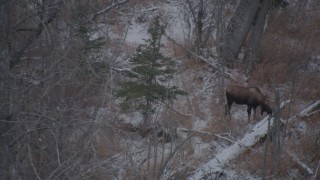 AK0001_1294 - 4K aerial stock footage a moose eating snow off a log in the Alaskan Wilderness