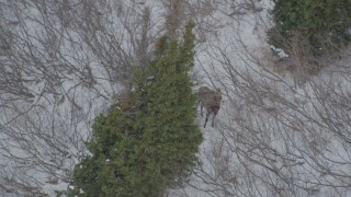 AK0001_1510 - 4K aerial stock footage orbiting a moose standing in snow, behind trees, Chugach Mountains, Alaska