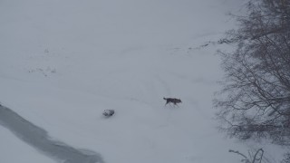 AK0001_1583 - 4K aerial stock footage a wolf running in snow around edge of forest, Knik River Valley, Alaska
