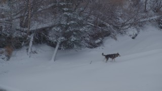 AK0001_1584 - 4K aerial stock footage a wolf trotting in snow along edge of a forest, Knik River Valley, Alaska