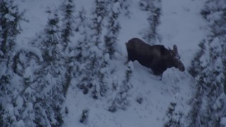 AK0001_1665 - 4K aerial stock footage moose standing in snow, trotting in the woods at twilight, Point MacKenzie, Alaska