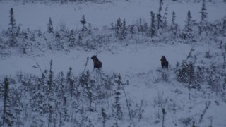 AK0001_1669 - 4K aerial stock footage two moose charging through snow at sunset, Point MacKenzie, Alaska