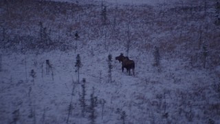 AK0001_1702 - 4K aerial stock footage flying over frozen, snowy grass beside a forest at twilight, Point MacKenzie, Alaska