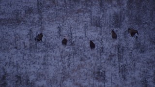 AK0001_1703 - 4K aerial stock footage seven moose charging through snowy grass, Point MacKenzie, Alaska, twilight