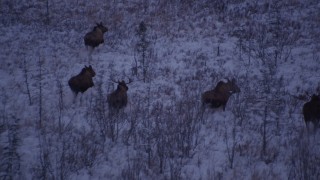 AK0001_1704 - 4K aerial stock footage five moose trotting through frozen grass, Point MacKenzie, Alaska, twilight