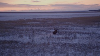 AK0001_1705 - 4K aerial stock footage moose charging through snow covered grass at twilight, Point MacKenzie, Alaska