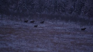 AK0001_1707 - 4K aerial stock footage five moose trotting through snow covered grass, Point MacKenzie, Alaska, twilight