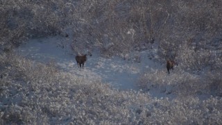 AK0001_1768 - 4K aerial stock footage flyby two moose standing on a snowy path, Chugach Mountains, Alaska