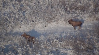 AK0001_1769 - 4K aerial stock footage two moose in the snowy brush, Chugach Mountains, Alaska