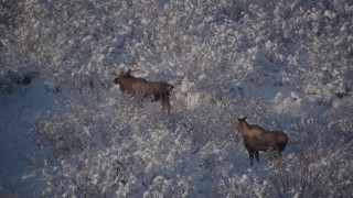 AK0001_1770 - 4K aerial stock footage two moose standing in snowy underbrush, Chugach Mountains, Alaska