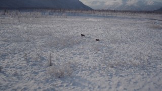 AK0001_1772 - 4K aerial stock footage fly low over snowy ground, revealing two moose, Chugach Mountains, Alaska