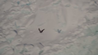AK0001_1819 - 4K aerial stock footage tracking an eagle flying past a snow covered glacier, Harriman Fjord, Alaska