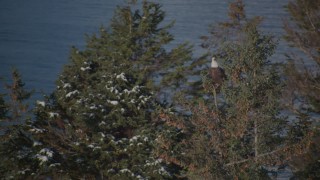 AK0001_1862 - 4K aerial stock footage an eagle perched on a snowy tree, then flies away, Port Wells, Alaska