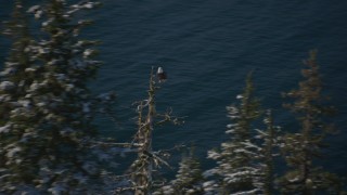 AK0001_1863 - 4K aerial stock footage an eagle perched on a snowy tree in Port Wells, Alaska