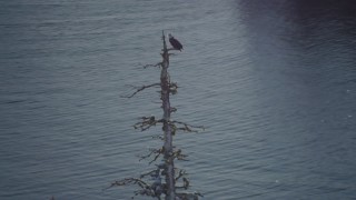 AK0001_1864 - 4K aerial stock footage orbiting an eagle perched on a tree with snow on the ground in Port Wells, Alaska