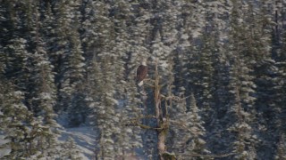 AK0001_1865 - 4K aerial stock footage an eagle perched on a snowy tree, then flies away, Port Wells, Alaska