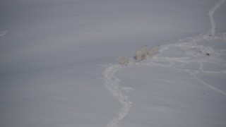 AK0001_1940 - 4K aerial stock footage three mountain goats trotting through the snow, Chugach Mountains, Alaska