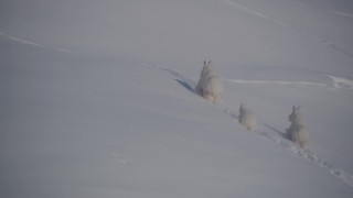 AK0001_1941 - 4K aerial stock footage three mountain goats charging through the snow in Chugach Mountains, Alaska