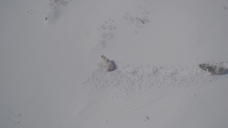 AK0001_1943 - 4K aerial stock footage three mountain goats trekking through the snow, Chugach Mountains, Alaska