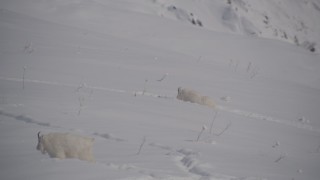 AK0001_1947 - 4K aerial stock footage mountain goats trekking through the snow, Chugach Mountains, Alaska