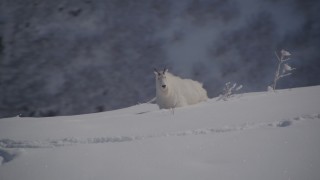 AK0001_1949 - 4K stock footage aerial video a mountain goat stepping in the snow, Chugach Mountains, Alaska