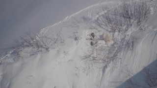 AK0001_1953 - Aerial stock footage of 4K aerial  video a mountain goat on a snowy slope in Chugach Mountains, Alaska