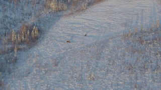 AK0001_2062 - 4K aerial stock footage approaching two moose standing in snow at sunset, Knik-Fairview, Alaska