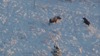 AK0001_2063 - 4K aerial stock footage moose joined by second, running in snow, Knik-Fairview, Alaska, sunset