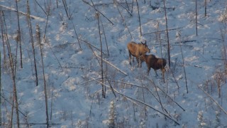 AK0001_2065 - 4K aerial stock footage two moose standing in snow, revealing woods at sunset, Knik-Fairview, Alaska