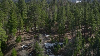 AX0010_053E - 5K aerial stock footage fly low over evergreens with small snow patches in the San Bernardino Mountains, California
