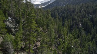 AX0010_055E - 5K aerial stock footage low fly over of forest and snow patches in the San Bernardino Mountains in winter, California