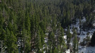 AX0010_057 - 5K aerial stock footage low fly over of evergreen forest and snow in the San Bernardino Mountains, California