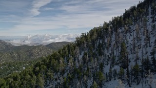 AX0010_063E - 5K aerial stock footage fly over evergreens on snowy slopes in the San Bernardino Mountains in winter, California