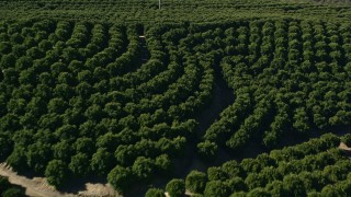AX0014_035 - 5K aerial stock footage of flying low over an orchard, Temecula, California