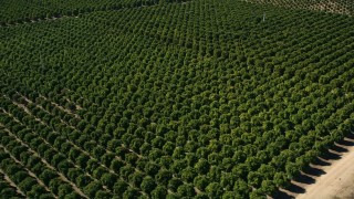 AX0014_061 - 5K aerial stock footage of orbiting an orchard, Temecula, California