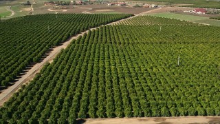 AX0014_062 - 5K aerial stock footage of flying by an orchard, Temecula, California
