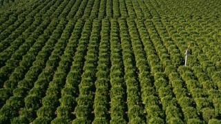 AX0014_063 - 5K aerial stock footage of flying over an orchard, Temecula, California