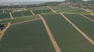 AX0015_031E - 5K aerial stock footage fly over crop fields, Fallbrook, California