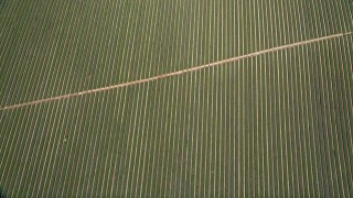 AX0015_038 - 5K aerial stock footage of a bird's eye view of fields of crops, Fallbrook, California