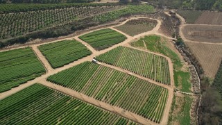 AX0015_041 - Aerial stock footage of 5K aerial  video tilt to crops while flying over farmland, Fallbrook, California