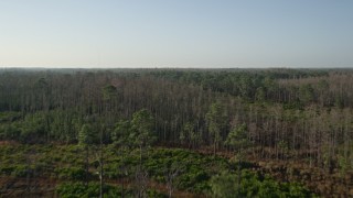 AX0018_035 - 5K aerial stock footage fly over tall forest trees in Orlando at sunrise, Florida