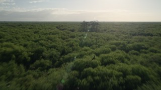 AX0018_058 - 5K stock footage aerial video fly low over forest near Orlando at sunrise, Florida
